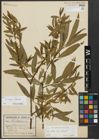 Foto von Salix alba L. x Salix fragilis L.